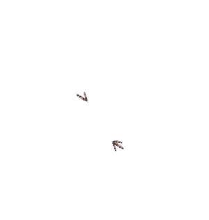 Visage Of Konoha