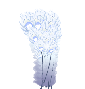 Albino Peacock Feathers