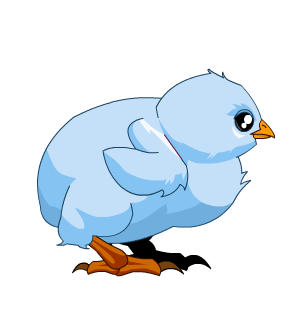 Blue Baby Chick