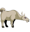 Llama